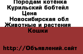 Породам котёнка Курильский бобтейл › Цена ­ 4 000 - Новосибирская обл. Животные и растения » Кошки   
